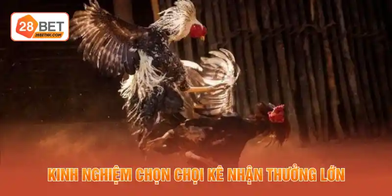 Kinh nghiệm chọn chọi kê nhận thưởng lớn